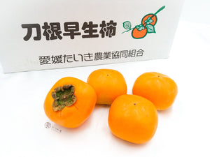 JP Ehime Tone Wase Persimmon M