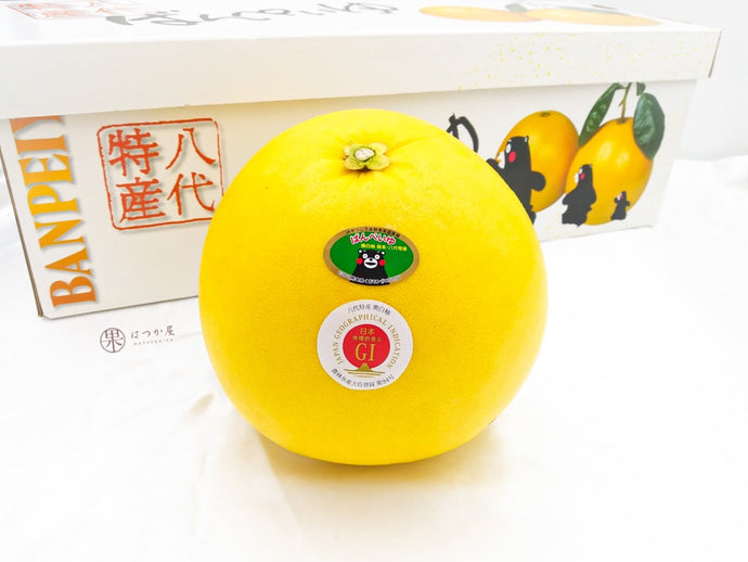 JP Kumamoto Banpeiyu Jumbo Pomelo