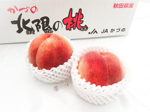 JP Akita Tamausagi Peach