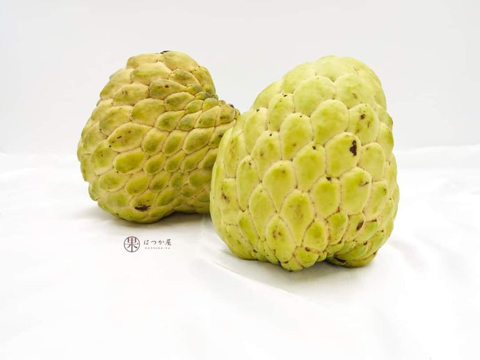 TH Nona Sugar Apple S