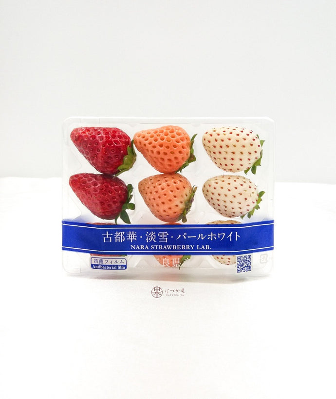 JP Nara Mini Strawberry Lab Tri-colour