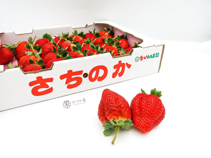 JP Tokushima Sachinoka Strawberry