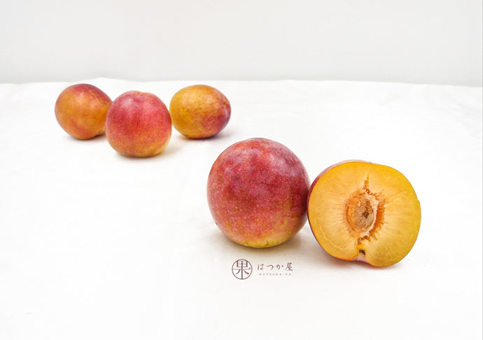 AU October Sun Plum